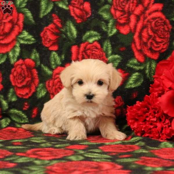 Hobbit, Morkie-Poo Puppy